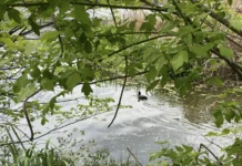 Як малі річки впливають на життя міста: вінничан запрошують на відкриту лекцію