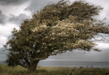 У Вінницькій області очікуються штормовий вітер і високий ризик пожеж