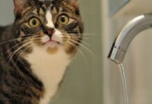 Де у Вінниці сьогодні можливі тимчасові відключення води та світла