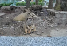 У Подільському зоопарку поповнення: в сім’ї сурикатів народилося маля