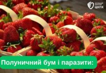 Полуничний сезон і паразити: як уберегтися від небезпеки?