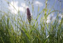 На Вінниччині створили заповідник для рідкісної орхідеї