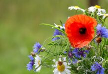 У Вінниці – сонячно й без опадів: прогноз погоди на 18 червня