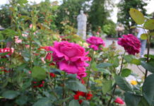 Прогноз погоди у Вінниці на 13 червня Погода у Вінниці