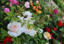 Погода у Вінниці на 20 червня: похмуро, але без опадів