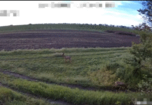 Косулі та кабани потрапили в об’єктив прикордонників на Вінниччині