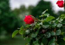 Погода у Вінниці на 26 червня: без опадів та з хмарним небом