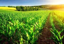 Через холодні ночі на Вінниччині відстає у розвитку кукурудза та соя