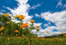 У Вінниці 10 червня – без опадів і з ясною погодою