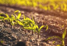 Аграрії Вінниччини готуються до збору врожаю та дбають про посіви 2025 року