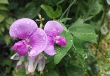 Яка погода буде сьогодні у Вінниці