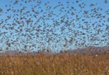 Сарана наступає: аграріїв Вінниччини закликають до термінового моніторингу угідь