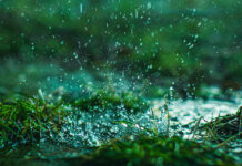 Спека шкодила врожаю, але дощі врятували пізні культури: агрометеозвіт з Вінниччини