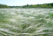 На Вінниччині створять пам’ятку природи для рідкісної ковили волосистої