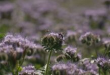 У Вінниці 22 липня можливий дощ і спека до +30°C