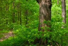 Державі повернуть два гектари лісу у Вінницькій області — суд підтримав прокуратуру