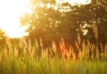 У Вінниці 1 липня — ясна погода без опадів