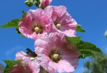 Що віщують зірки знакам зодіаку у четвер, 17 липня