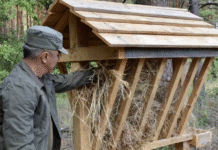 На Вінниччині через зростання кількості тварин у лісах з’являються нові годівниці