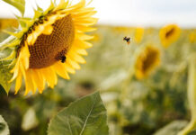 Якою буде погода у Вінниці 20 серпня