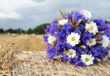 У Вінниці 21 серпня: прохолодний ранок, спекотний день та без опадів