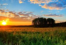 Серпневе сонце над Вінницею: якою буде погода 5 серпня