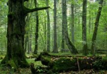 На Вінниччині прокуратура через суд вимагає повернути два заказники, передані під мисливські угіддя