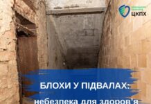 Блохи у підвалах вінничан: прихована загроза для здоров’я мешканців