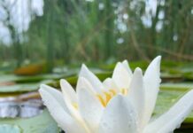 ТОП-10 рідкісних рослин України, які потребують занесення до Червоної книги