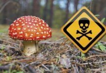 На Вінниччині четверо людей отруїлися дикорослими грибами