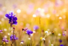 Погода у Вінниці на 27 серпня: похмуро, без опадів