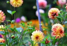 Якою буде погода у Вінниці в останній день літа