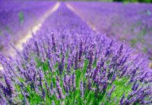 Прогноз погоди у Вінниці на суботу, 2 серпня: ясне небо та комфортне тепло Погода у Вінниці