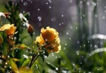 У Вінниці 6 серпня очікується дощовий день