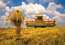 Вінниччина зібрала рекордний урожай ранніх зернових і зернобобових культур