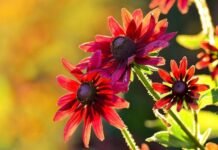 Прогноз погоди у Вінниці на четвер