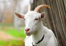 У громаді на Вінниччині виявили сказ у кози: оголосили вакцинацію тварин