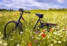 У Вінниці 3 серпня — сонячно та без опадів: синоптики обіцяють теплий день