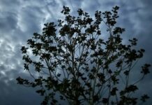 Якою буде погода у Вінниці 25 серпня