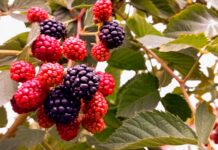 Погода у Вінниці на понеділок, 11 серпня