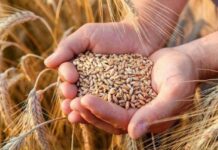 На Вінниччині триває збирання врожаю-2025