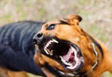 Сказ у Вінницькій області: випадків удвічі більше, ніж торік