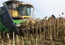 На Вінниччині триває збирання пізніх культур та підготовка до посівної озимих