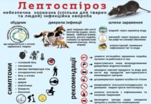 Лептоспіроз на Вінниччині: цього року захворіли семеро жителів області