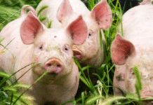 На Вінниччині зафіксували спалах африканської чуми свиней