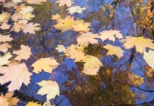 Ясна погода та до +24° очікують сьогодні у Вінниці