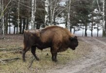 Зубр із Вінниччини загинув під час транспортування до нацпарку «Залісся»