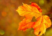 Погода у Вінниці 22 вересня: сонячно та без опадів