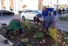 На перетині Соборної та Артинова висаджують квіткові клумби