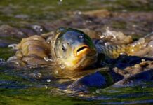 На Вінниччині чоловік відшкодує понад 93 тисячі за незаконний вилов риби